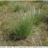 tr phryne hostplant2 volg